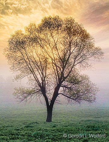 Lone Tree In Foggy Sunrise_23815.jpg - Photographed near Rosedale, Ontario, Canada.